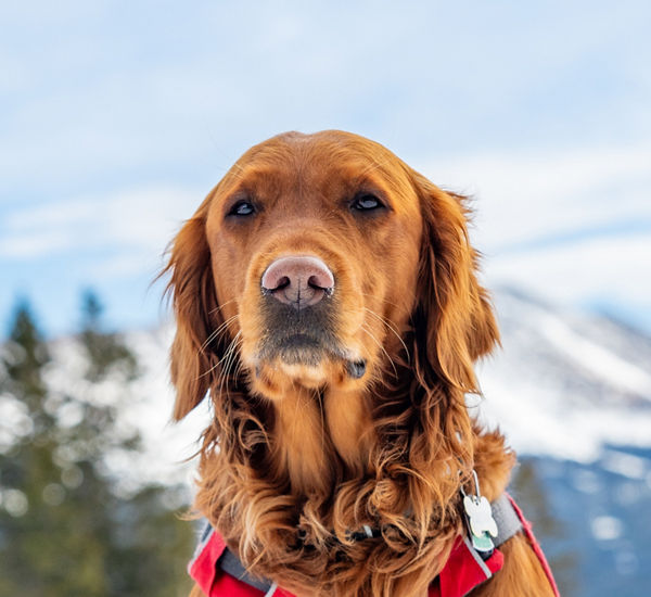 Breckenridge Avalanche Dog