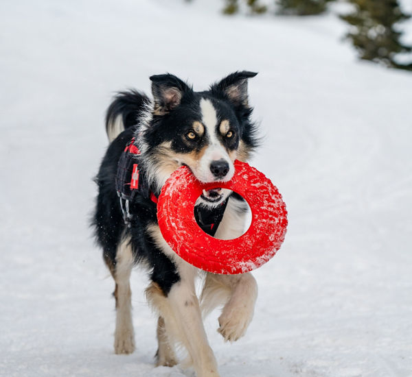 Breckenridge Avalanche Dog