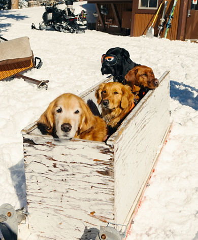 Dine with Dogs 2025 Event at Vail