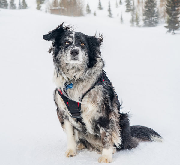 Breckenridge Avalanche Dog